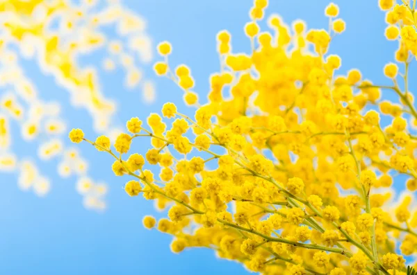 Vår bukett med en gren av en blommande mimosa — Stockfoto