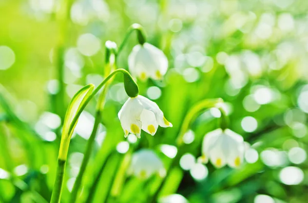 Біла весна проліски, крупним планом — стокове фото