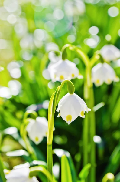 Gouttes de neige White Spring, gros plan — Photo