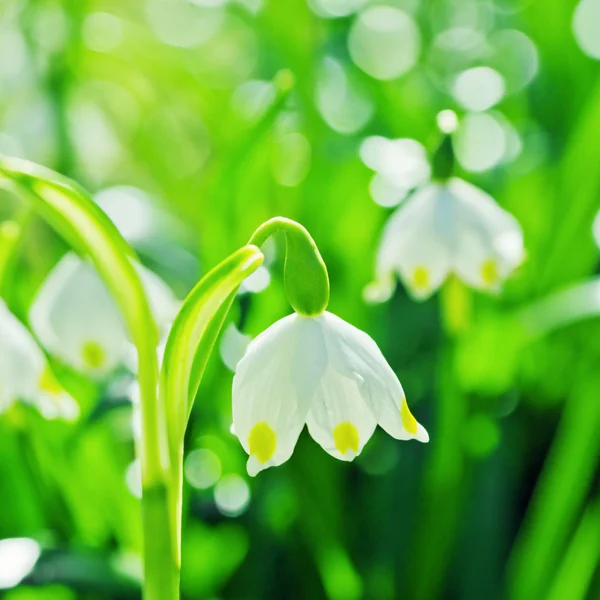 Bonitas gotas de neve brancas primavera, close-up — Fotografia de Stock