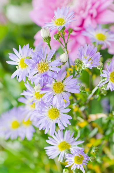 Sommerblumen Strauß, Nahaufnahme — Stockfoto