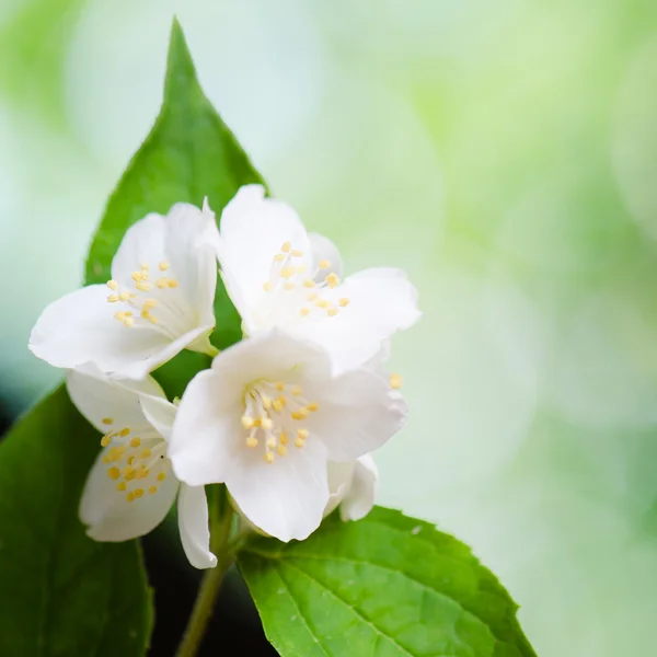 Mooie bloemen van een jasmin, close-up. zomer achtergrond — Stockfoto