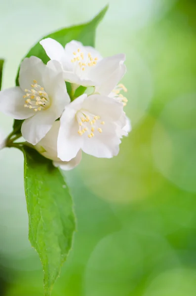 Wunderschöne Jasminblüten aus nächster Nähe. Sommer-Hintergrund — Stockfoto