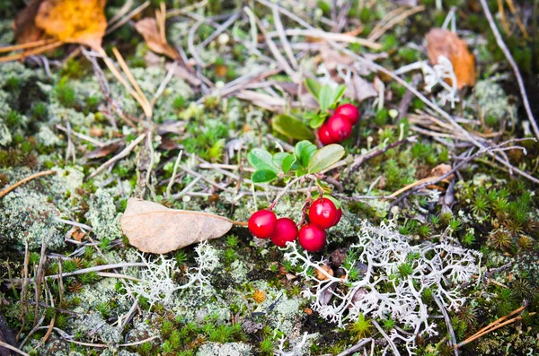 Red berries of a cowberry on bushes, a close up — Stock Photo, Image