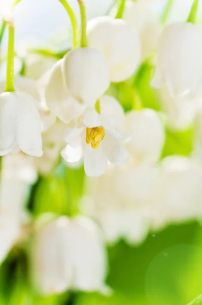 Lelies van de vallei, close-up — Stockfoto