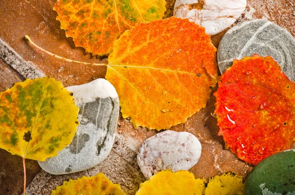 Hojas caídas de otoño sobre piedras, primer plano —  Fotos de Stock