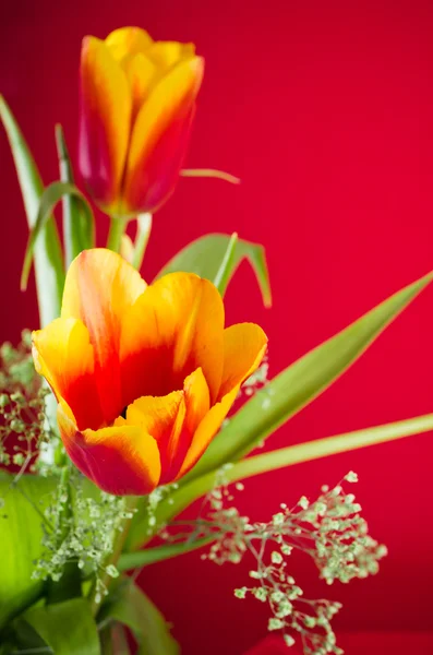 Buquê de tulipas amarelo-vermelhas em um fundo vermelho — Fotografia de Stock