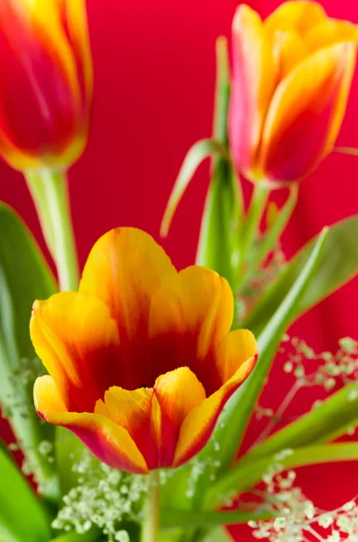 Букет желто-красных тюльпанов на красном фоне — стоковое фото
