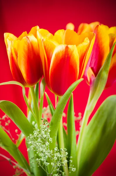 Ramo de tulipanes amarillo-rojos sobre fondo rojo — Foto de Stock