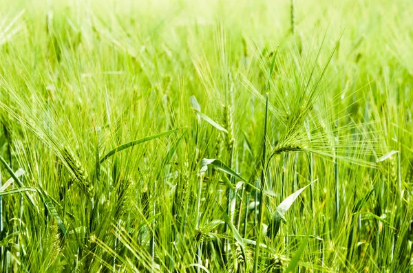 Mladá pšenice na zemědělské půdě — Stock fotografie