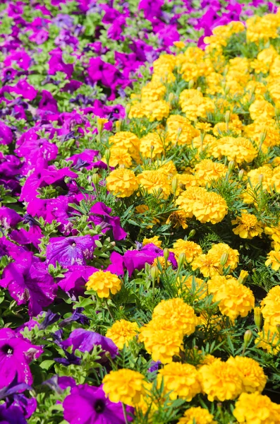 Fondo de flores multicolores en verano —  Fotos de Stock