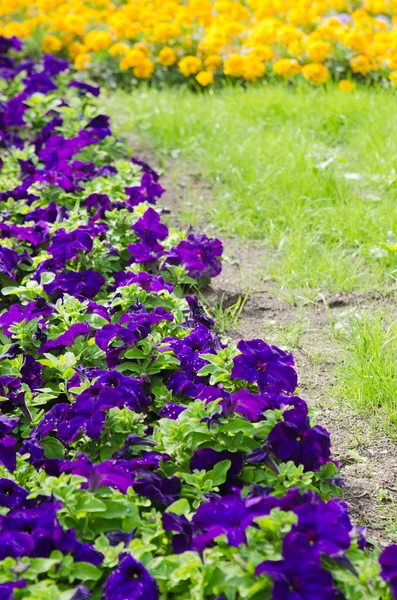 Achtergrond van veelkleurige bloemen in de zomer — Stockfoto