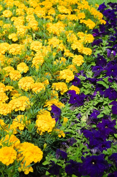 Achtergrond van veelkleurige bloemen in de zomer — Stockfoto