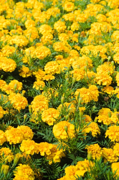 Pozadí různobarevné květy v létě — Stock fotografie