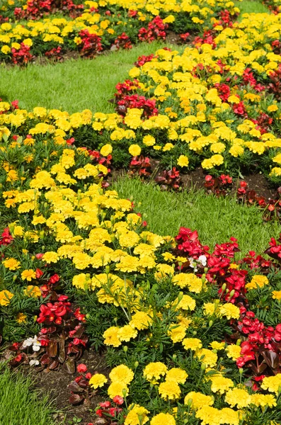 Achtergrond van veelkleurige bloemen in de zomer — Stockfoto