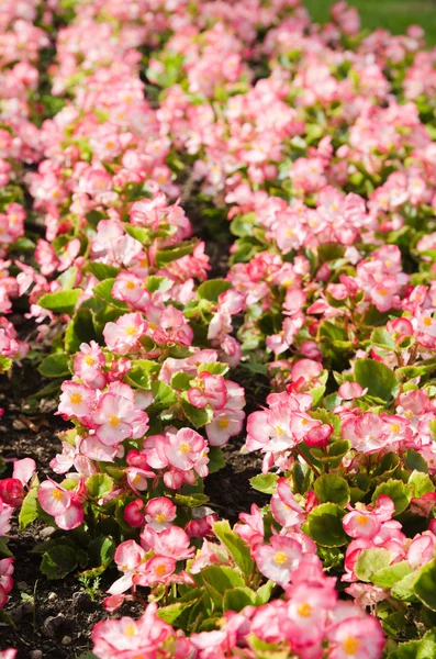 Achtergrond van veelkleurige bloemen in de zomer — Stockfoto