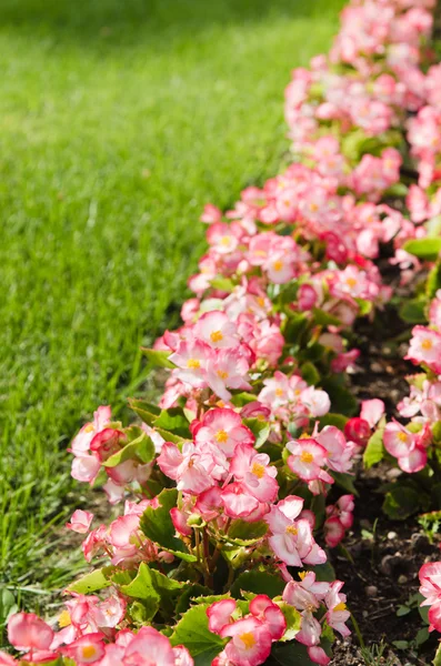 Yaz aylarında çok renkli çiçek arka plan — Stok fotoğraf