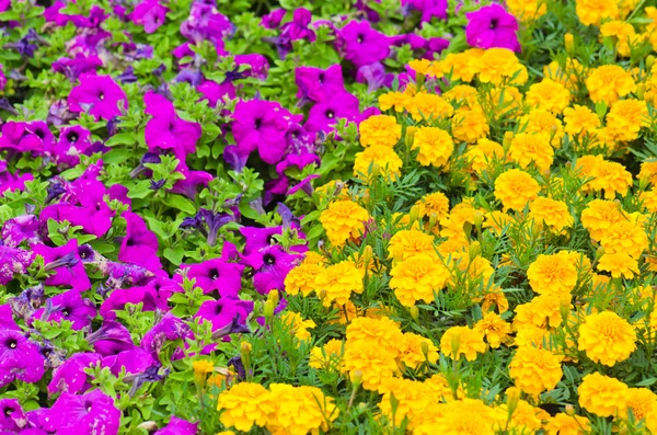 Фон різнокольорових квітів влітку — стокове фото