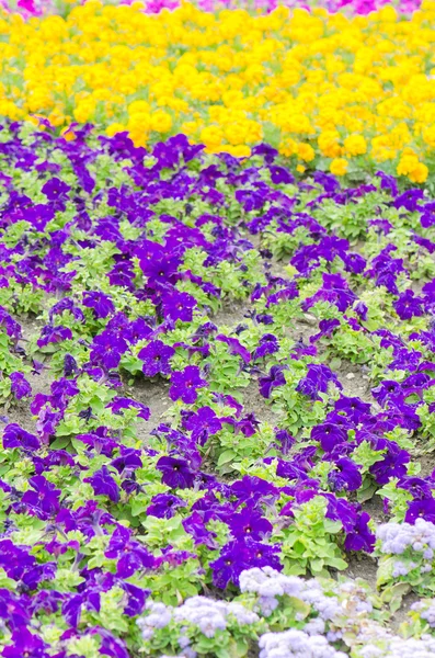 Υπόβαθρο της πολύχρωμα λουλούδια το καλοκαίρι — Φωτογραφία Αρχείου