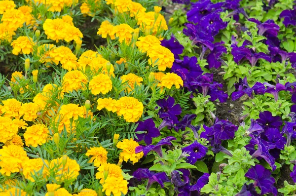 Bakgrund av flerfärgade blommor på sommaren — Stockfoto