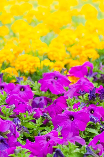 Achtergrond van veelkleurige bloemen in de zomer — Stockfoto
