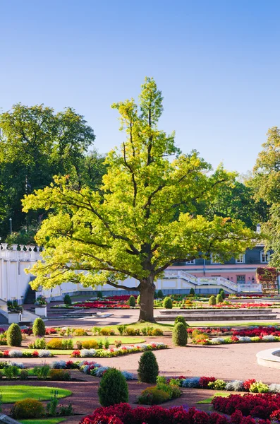 Дуб времен Великого Петра в парке Кадриорг. Таллинн — стоковое фото