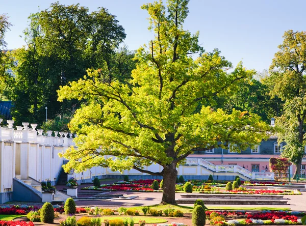 Дуб времен Великого Петра в парке Кадриорг. Таллинн — стоковое фото