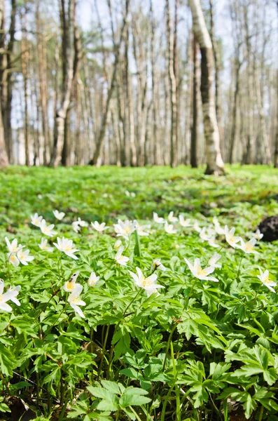 Les premières fleurs printanières dans un bouleau — Photo