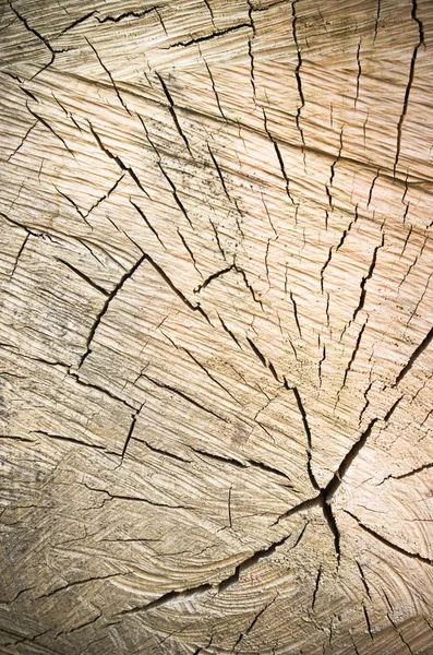 Eski bir kuru odun çapraz kesim — Stok fotoğraf