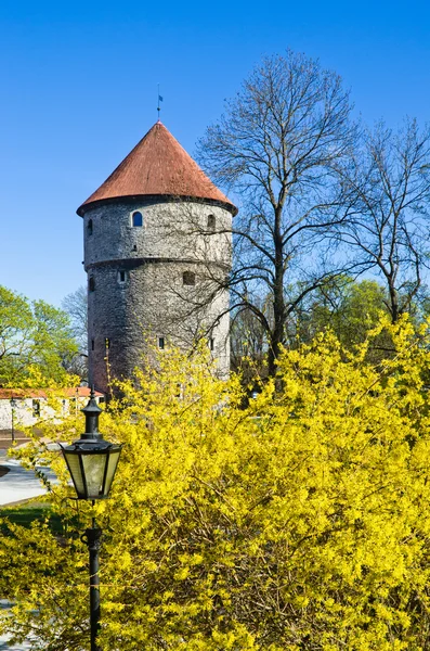 Lente in park van tallinn — Stockfoto