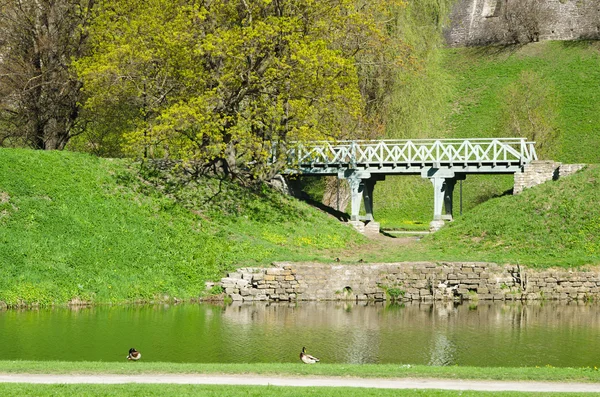 Утки на пруду в весеннем парке — стоковое фото