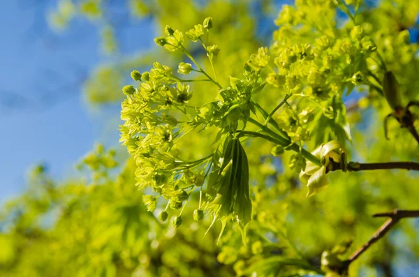 Våren. unga blad i en lönn — Stockfoto