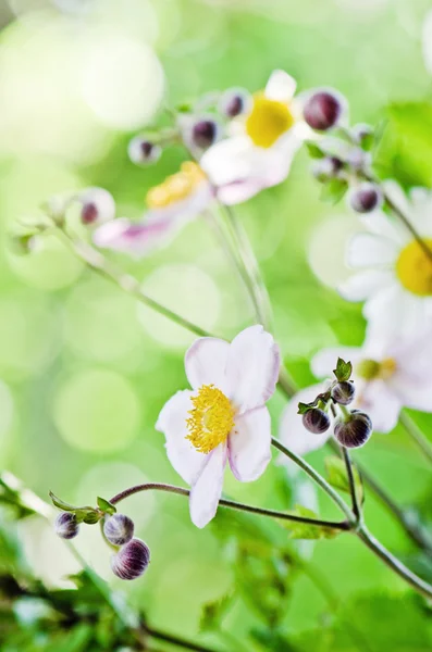 Japanse anemone bloemen in de tuin, close-up — Stockfoto
