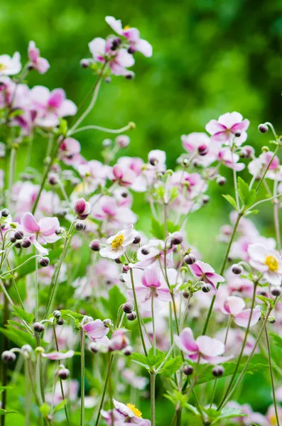 Japanische Anemonenblumen im Garten, aus nächster Nähe — Stockfoto