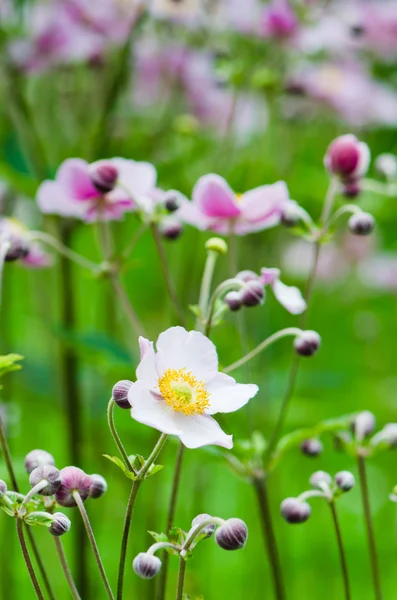 Anémona japonesa flores en el jardín, de cerca — Foto de Stock