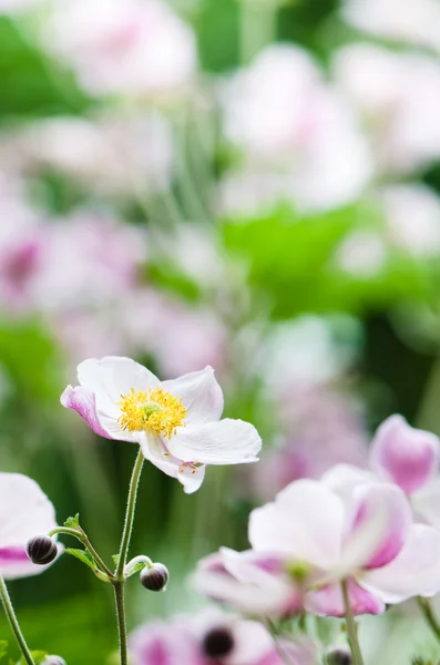 Japanische Anemonenblumen im Garten, aus nächster Nähe — Stockfoto