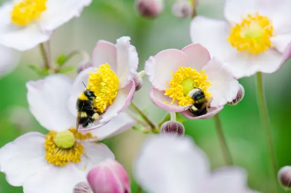 Una abeja recoge el polen de la flor, primer plano — Foto de Stock