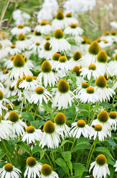 Λουλούδια φαρμακευτικό βότανο echinacea purpurea ή coneflower, κλείσιμο-u — Φωτογραφία Αρχείου