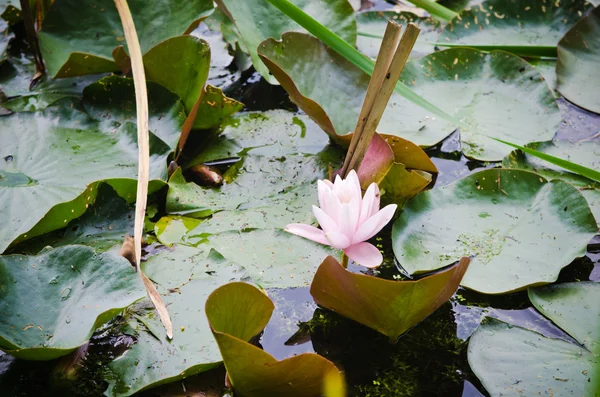 Водяные лилии цветут в пруду — стоковое фото
