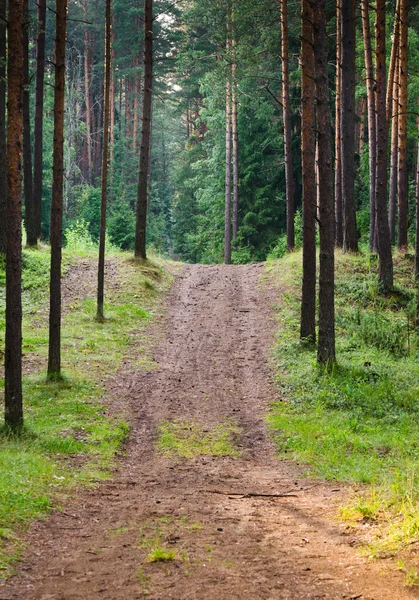 Camino a un bosque de pinos — Foto de Stock