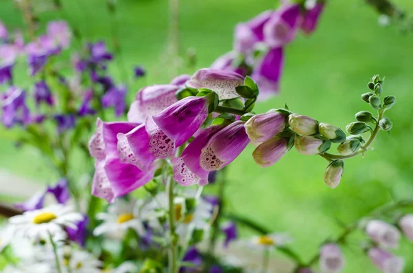 Ramo de hermosas flores de verano, primer plano — Foto de Stock