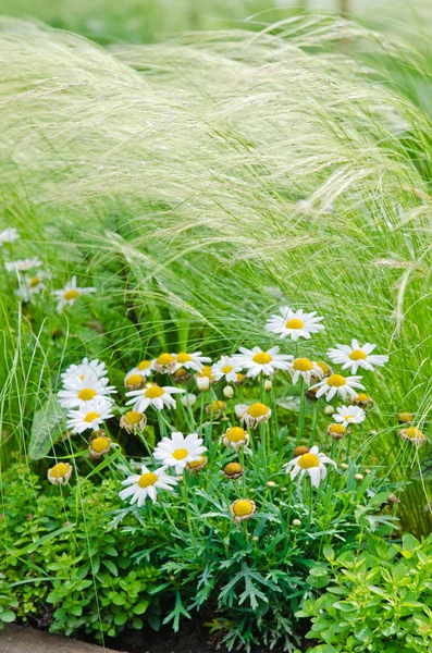 White daisies on a bed with other plants, close-up — Stock Photo, Image
