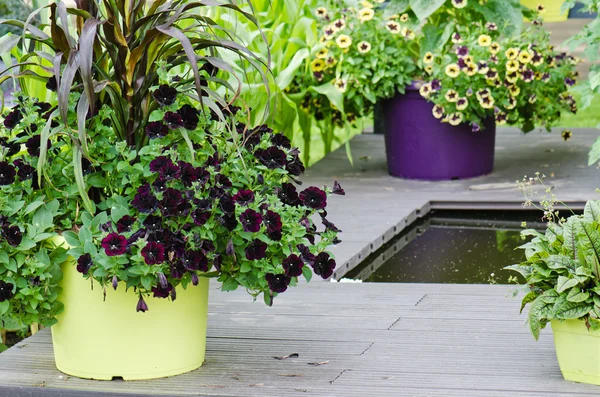 Grands pots de plantes avec fleurs dans le jardin, gros plan — Photo