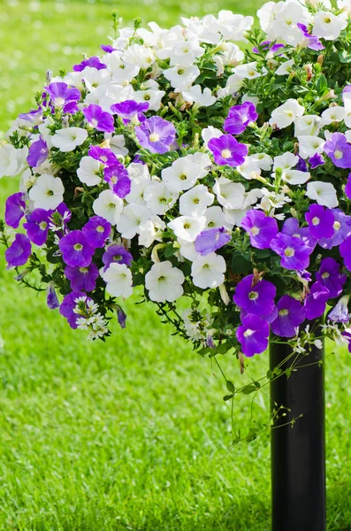 Bellissimi fiori di petunia bianchi e viola da vicino — Foto Stock