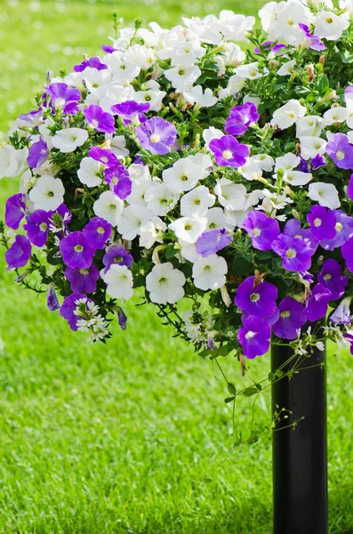 Lindas flores de petúnia brancas e roxas fechar — Fotografia de Stock