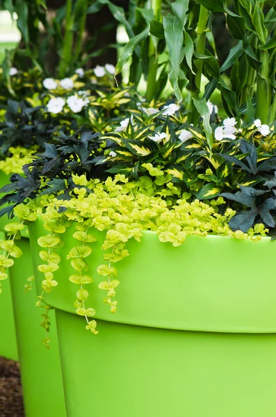 花庭園、クローズ アップで大きな植木鉢 — ストック写真