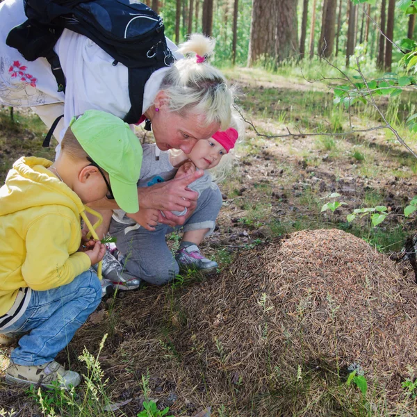 The boy and the girl with the grandmother look at an ant hill — Stock Photo, Image