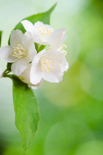 Bunga-bunga indah jasmin, tutup. Latar belakang musim panas — Stok Foto