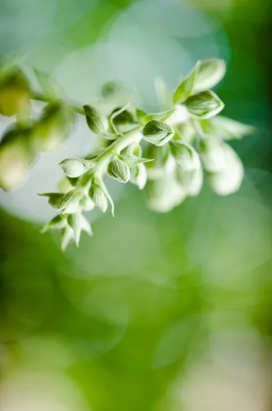 Flowers purple Foxglove — Stock Photo, Image