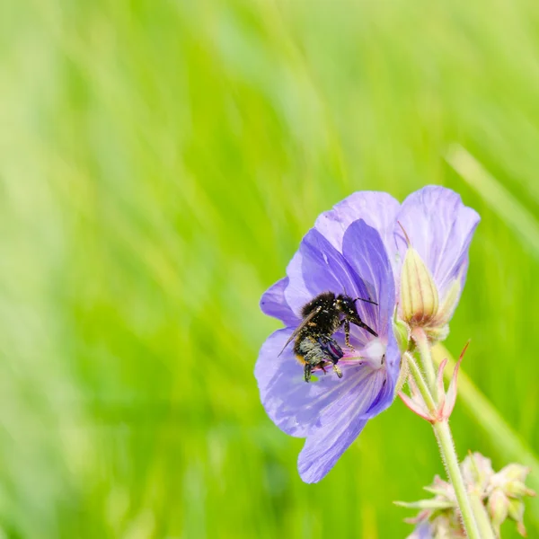 L'abeille recueille le pollen d'une fleur, un gros plan — Photo